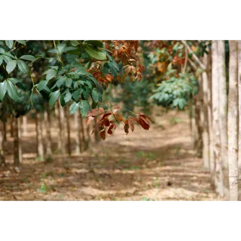 Natural Mahogany Plants